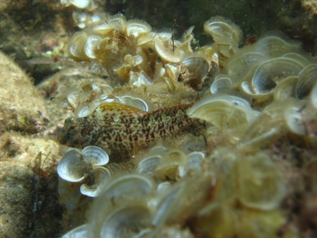 Parablennius pilicornis Jijel 2006 050.jpg